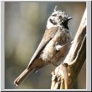 Parus Cristatus - Haubenmeise 02.jpg